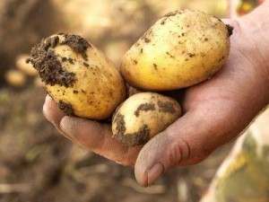 110417-400x300-Fresh_potatoes