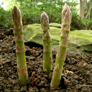 Asparagus-spears-in-spring2