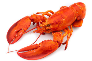 lobster4