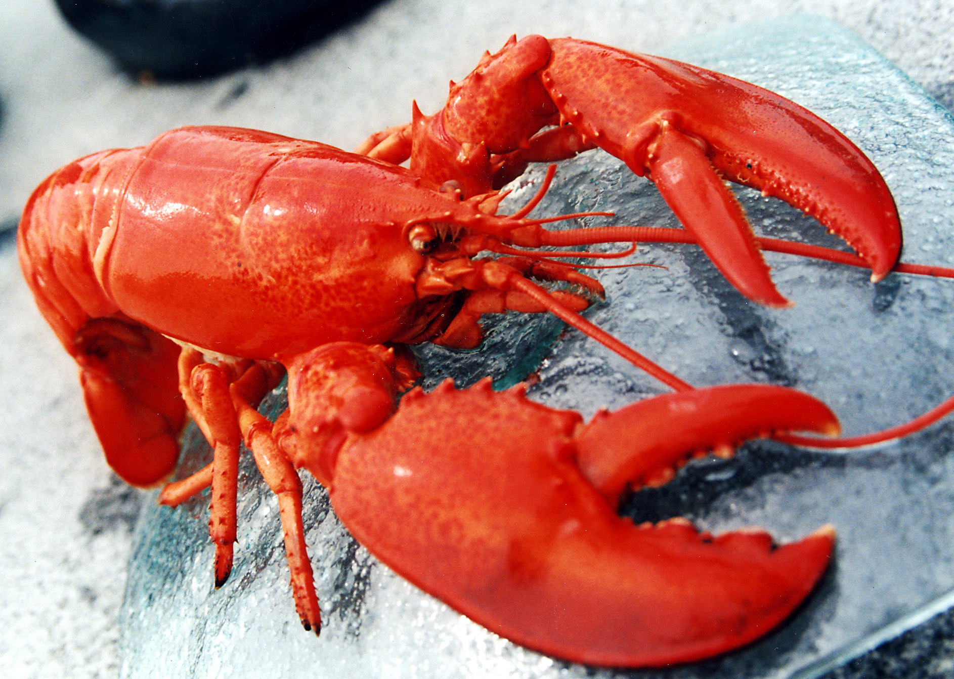 juicy lobster swinger nova scotia